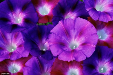 Tìm ra phương pháp để hoa “trẻ mãi không già” 